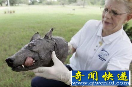 如同恶魔的地球神秘生物 外星人带来的物种?