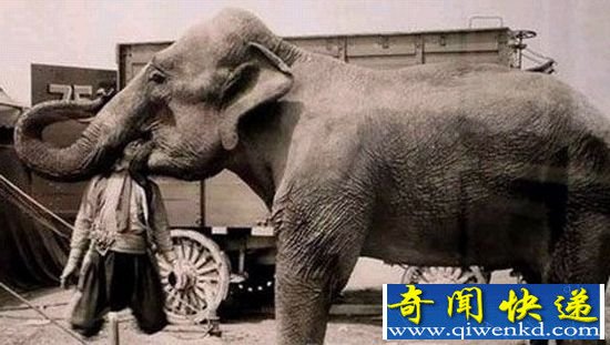 瞠目结舌!古代世界恐怖刑罚 用动物处死人类