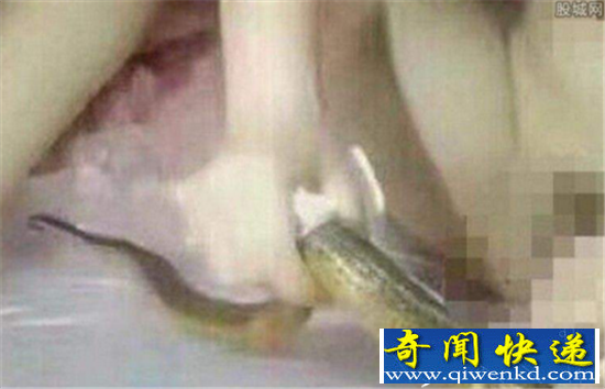 黄鳝门麻椒琪琪被抓 网传女主播黄鳝自慰致死
