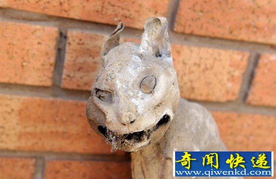 男子发现木乃伊猫 30年前的干尸面容狰狞