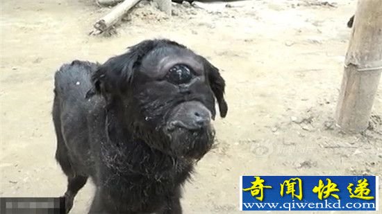 印度独眼山羊撞脸外星人 长相呆萌只有一只耳朵!