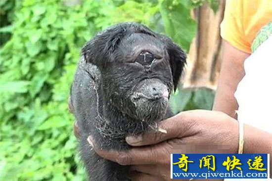 印度独眼山羊撞脸外星人 长相呆萌只有一只耳朵!