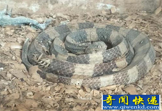 海口动物园成炼狱 动物变死尸太恐怖