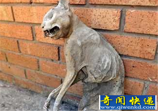 男子发现木乃伊猫 死亡超过30年男子寻找猫主人