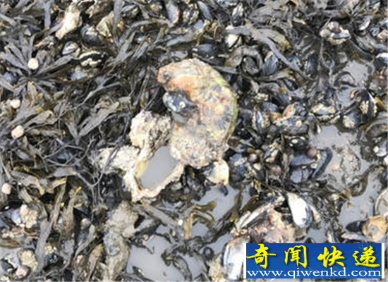 华人去挖丹麦生蚝吃货眼馋