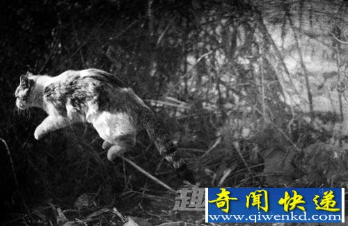 借尸还魂灵异事件:猫越过尸体会尸变?
