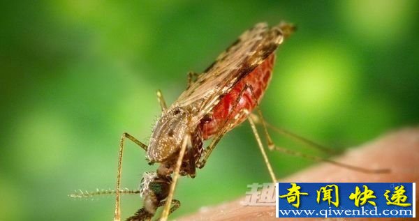 疟疾药物疗法
