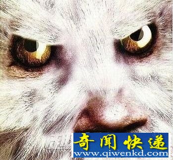 雪人谜踪