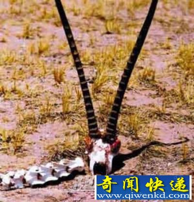 意大利死亡谷