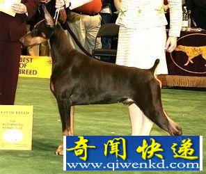都卜曼犬