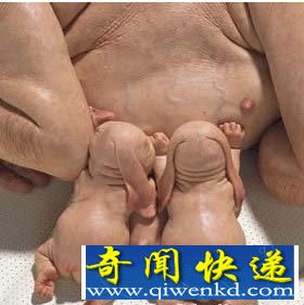 人畜轮回转世事件
