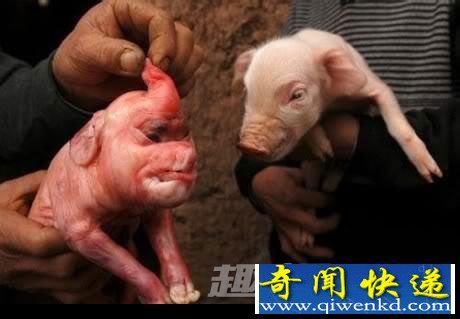 人畜轮回转世事件