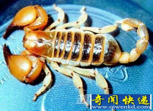 蛊术