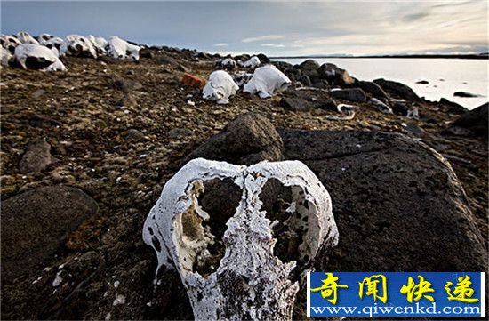 揭秘纳米比亚骷髅海岸:最接近地狱的地方