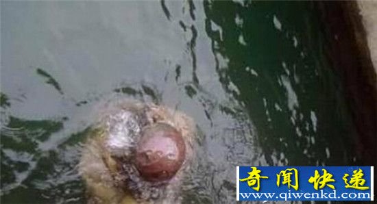 职业捞尸人惊悚经历 黄河水下惊现尸王