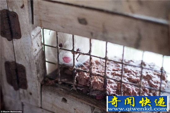 活剥貂皮场景实拍 数千尸体遗弃荒野