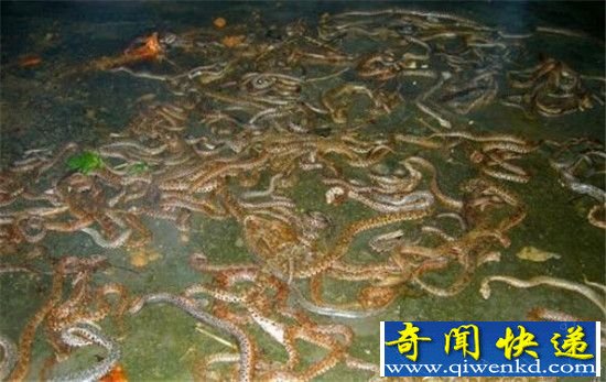 恐怖一幕:重庆怪湖泉眼竟喷出上万条蛇!