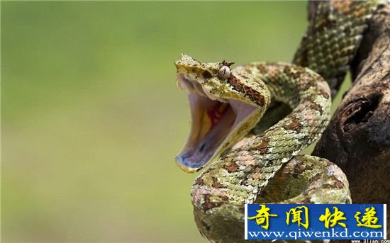 农民打蛇吃蛇无数 最后居然变成了蛇人!