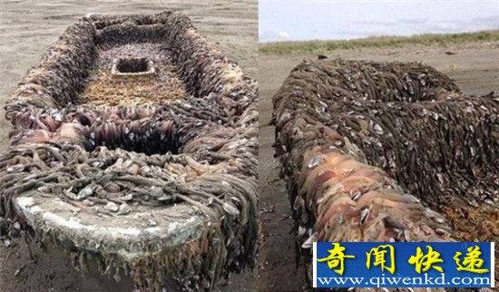 惊悚!日本惊现大量载有尸体的幽灵船