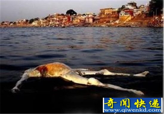 男子旅游遭遇恐怖一幕!缅甸以尸养鱼恐怖习俗
