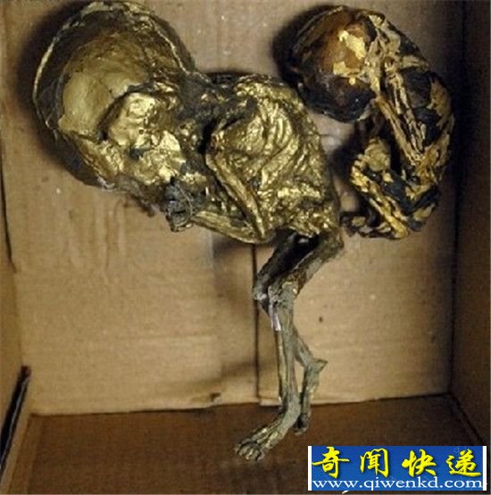 金箔裹尸走私婴儿尸体 疑与民间养小鬼有关