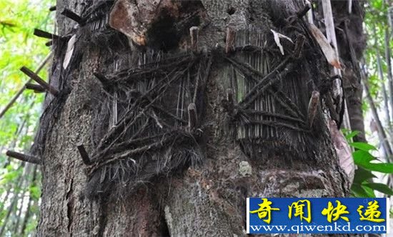 印尼奇异葬礼风俗 揭秘树葬关于灵魂回归的意义