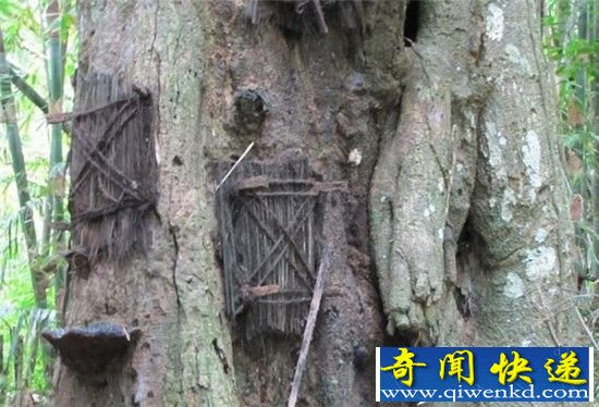 印尼奇异葬礼风俗 揭秘树葬关于灵魂回归的意义