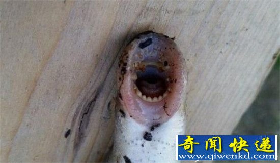 恐怖七鳃鳗重现 口器如同加勒比海盗食人章鱼