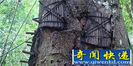印尼神秘赶尸人 黑魔法驱赶尸体步行前往坟墓
