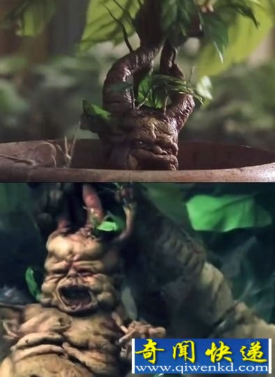 全球最神秘动物 天鹅人恐是小恶魔原型