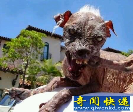 世界上最丑的狗 中国冠毛犬:为何我总是中枪