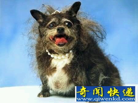 世界上最丑的狗 中国冠毛犬:为何我总是中枪