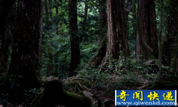 日本恐怖森林吃人 进去之后难再出来