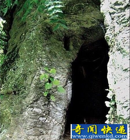 “寄死窑”“老人洞”的秘密 探秘三峡悬棺之谜