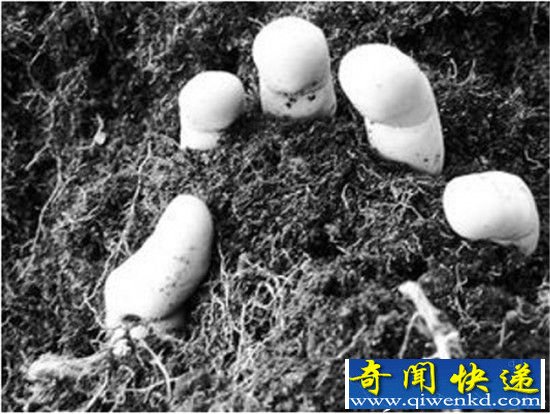 揭秘印度神秘仪式习俗 当地官员竟将自己的婴儿活埋祭祀