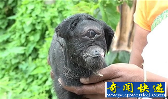 印度独眼山羊与外星人撞脸 独眼一只耳先天畸形