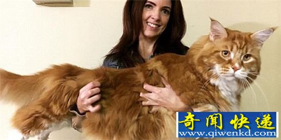 网红猫体长1米2 体型和狗差不多或破吉尼斯纪录