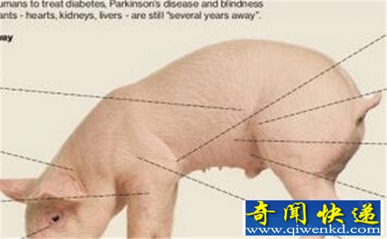 猪器官移植给人有望实现 “猪脑子”将来可能成真!