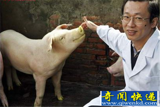 猪器官移植给人有望实现 “猪脑子”将来可能成真!