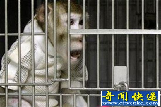 大师兄移植了二师兄的心脏 活了两年以上