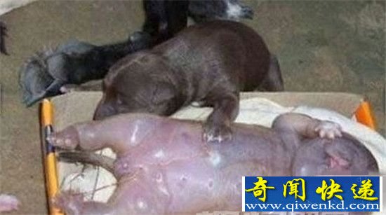 母狗生下人形怪孩 疑为人狗的产物