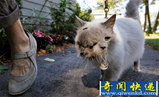 全球最瘆人先天变异怪兽 渔民捕获“独眼”鲨鱼