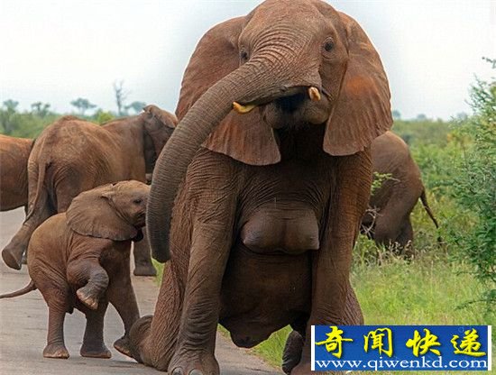 飡һͷӵзزĴ