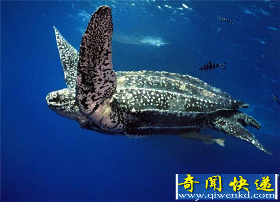 世界上最大的乌龟 它嘴里隐藏着一个巨大的阴谋!