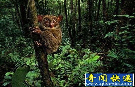 最恐怖的神秘动物:神庙惊现五头蛇
