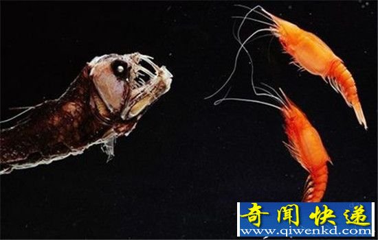 最恐怖的神秘动物:神庙惊现五头蛇