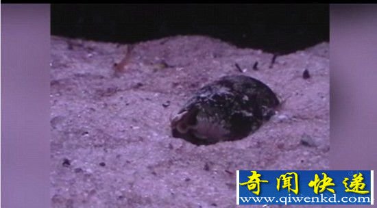海螺伸粉色毒牙活吞整条鱼 场面骇人