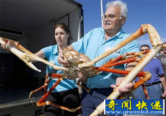 最大的螃蟹肆虐日本 恐怖事迹触目惊心