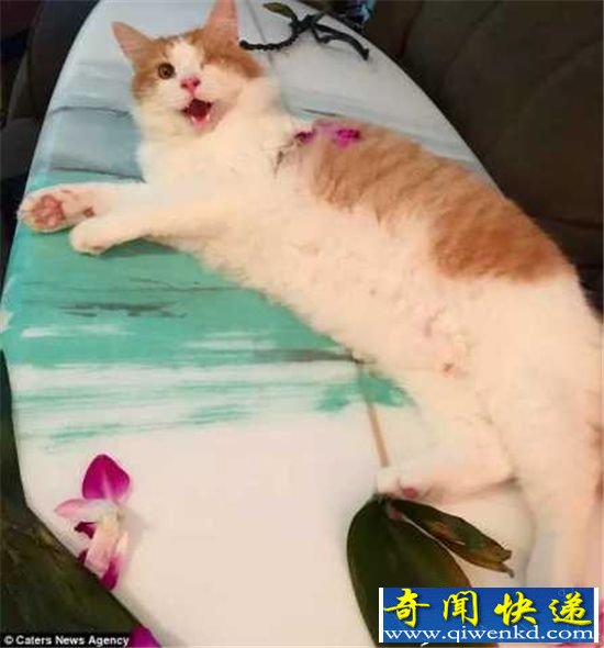 ����!������è�䣺����˻����Լ���������