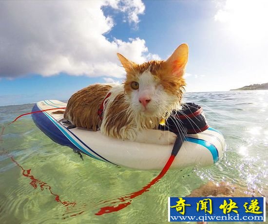 ����!������è�䣺����˻����Լ���������